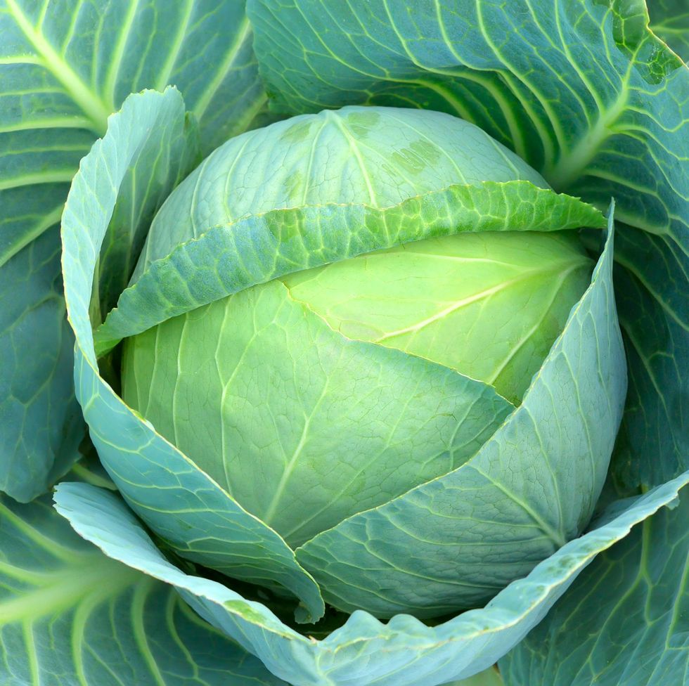 cabbage-royalty-free-image-511789974-1546449748.jpg