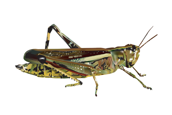 grasshopper_PNG27.png