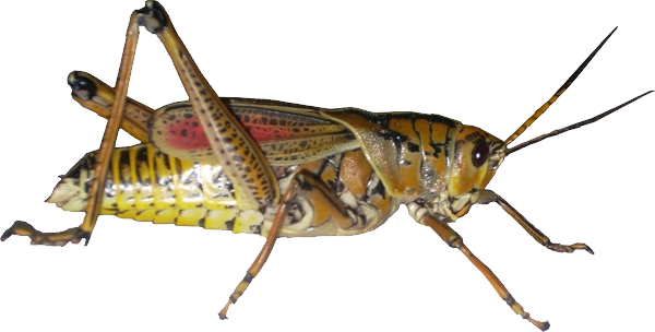 grasshopper_PNG7.png