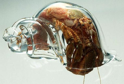 i-37ab72936cd86e397d02ff18a0b0cf66-hermit crab in a glass shell.jpg