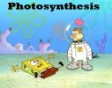 Photosynthesis.jpg