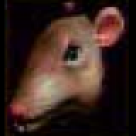 retarded mouse